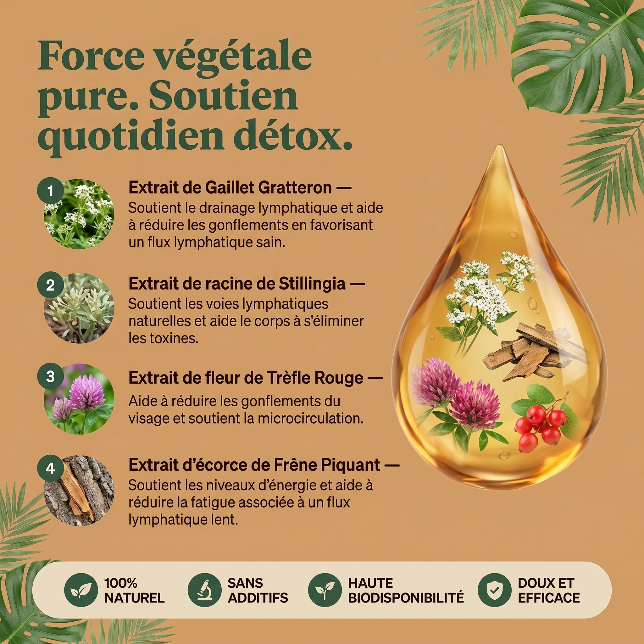 Drainant lymphatique – Élite Naturelle